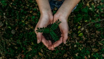 green-plant.jpg green plant